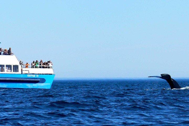 Puffin & Marine Wildlife Boat Tour