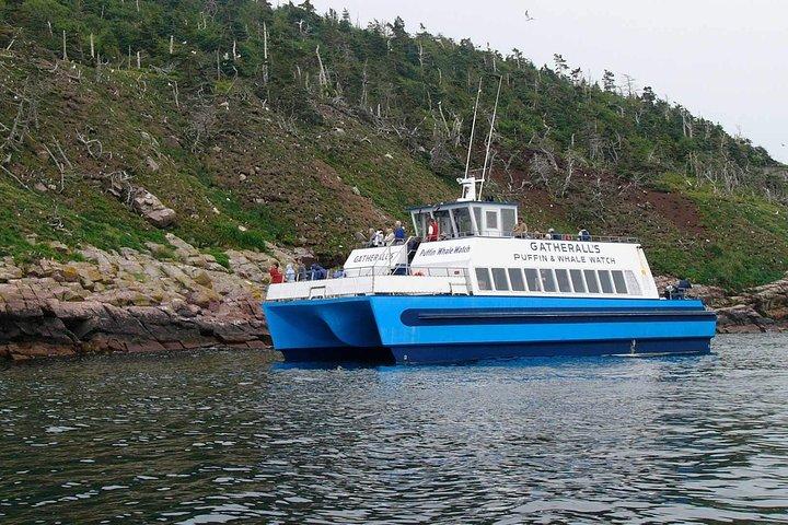 Puffin & Marine Wildlife Boat Tour
