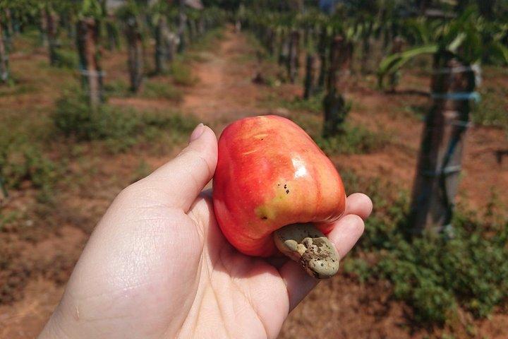 Ho Coc Beach - Ausflug zum Naturschutzgebiet und zur Drachenfruchtfarm mit hausgemachtem Mittagessen