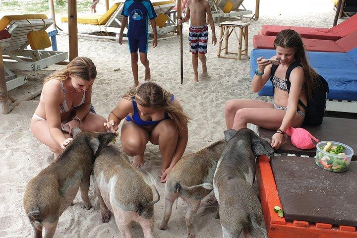 Demi-journée sur l'île aux cochons et plongée en apnée