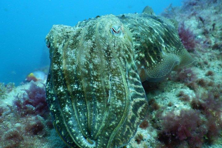 Corso Open Water PADI a Gran Canaria