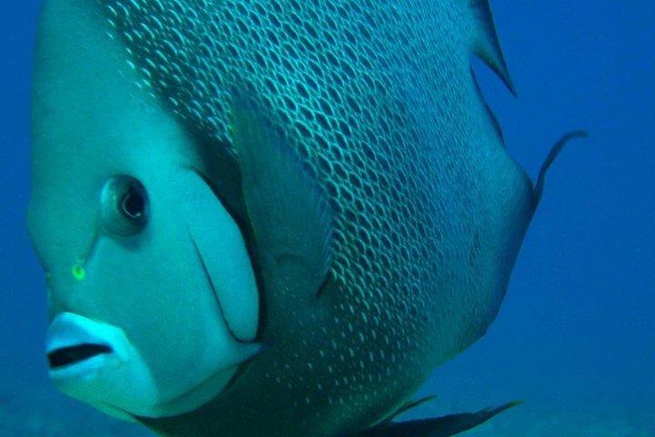 Snorkling med karibisk fisk och privat cenotutforskning