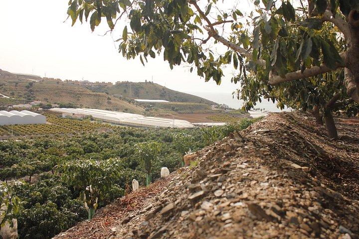 Tropical Tour: Avocado & Mango Farm - Small group and tasting