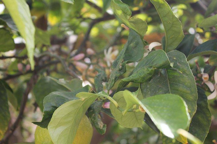 Tropical Tour: Avocado & Mango Farm - Small group and tasting
