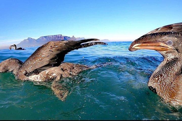 Ocean Safari