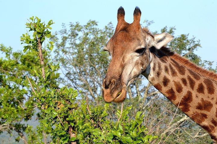 Tala Mini Day Safari - Durban