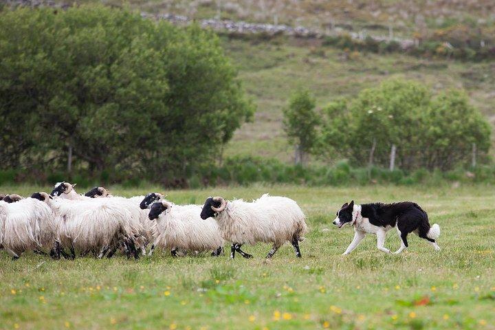 Dublin: Glendalough, Wicklow, Kilkenny and Sheepdog demonstration
