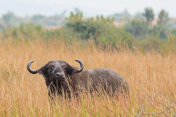 Excursión de un día al Parque Nacional de Arusha, Tanzania Safari