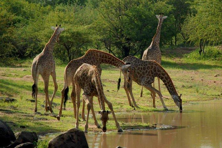 4 dias Camping Safari Arusha - Tarangire, Serengeti e Ngorongoro
