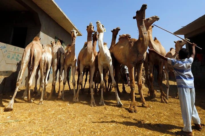 Unusual Tour To The Camel Market Of Birqash