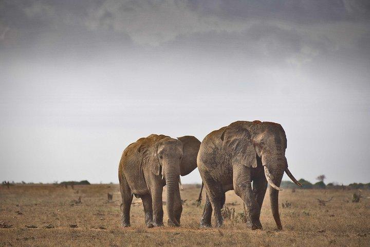 1 - Safari faunistico del Parco Nazionale dello Tsavo Est da Mombasa