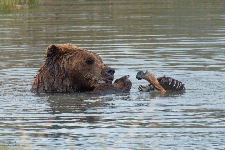 Excursion d'une journée en Alaska avec prise en charge gratuite à l'hôtel