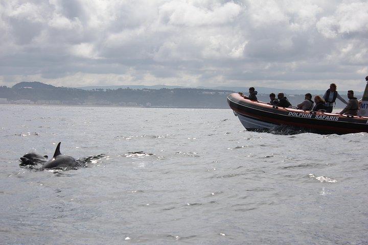 Dolphin Safari