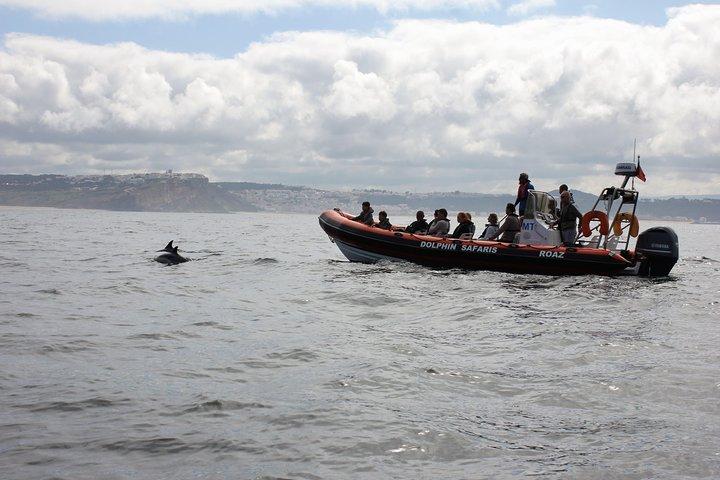 Dolphin Safari