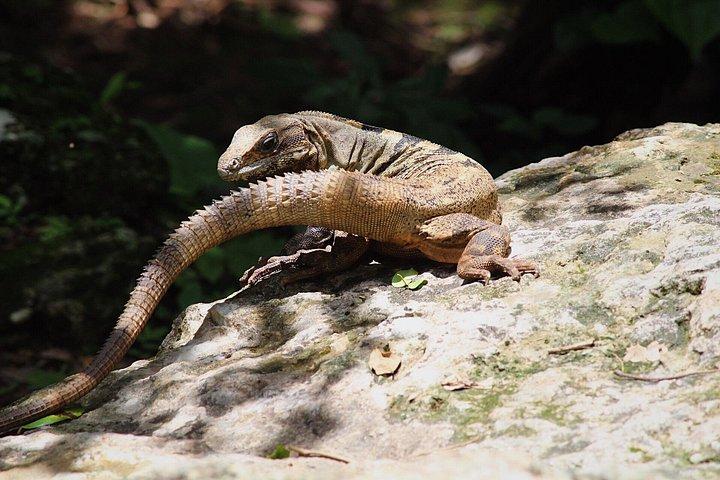 Chichen Itza il Mayan Wonder Tour da Cancun e Riviera Maya
