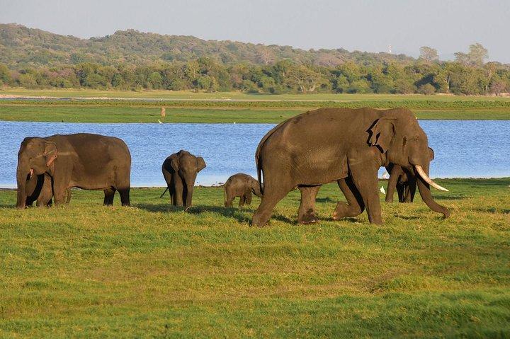 ウダワラワ国立公園へのジープサファリ