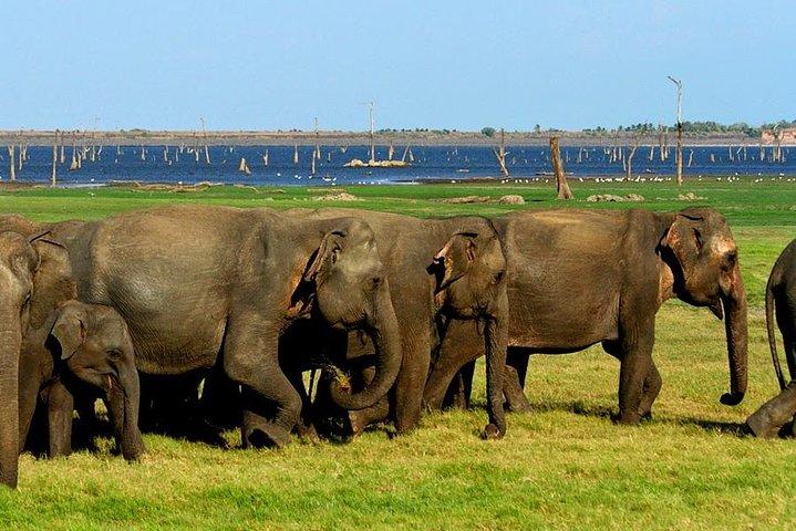 ウダワラワ国立公園へのジープサファリ