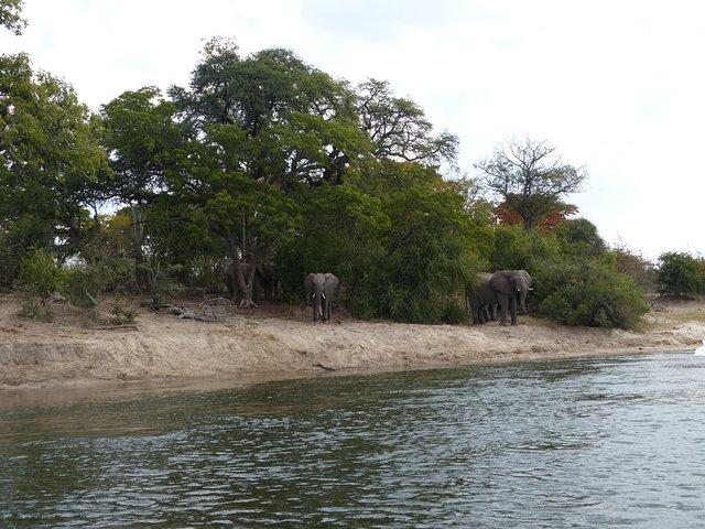 Chobe viagem de dia inteiro