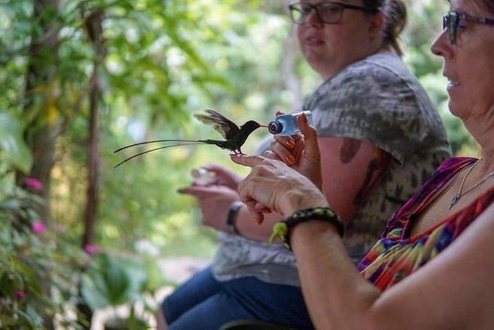 Rocklands Bird Sanctuary & City Highlights sowie Einkaufsmöglichkeiten von Montego Bay