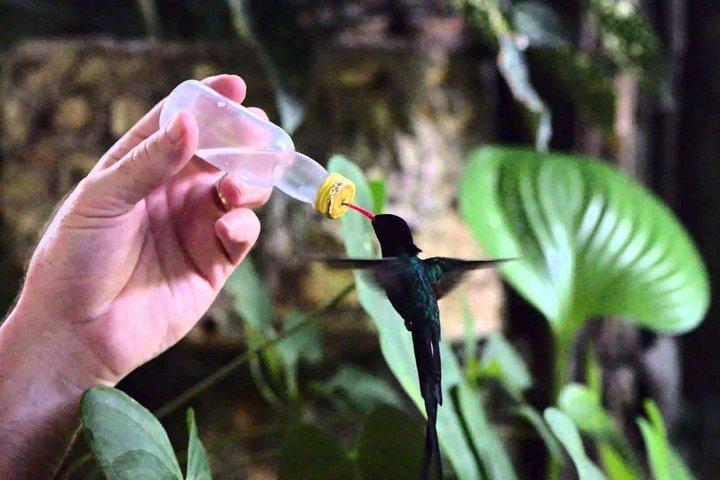 Rocklands Bird Sanctuary & City Highlights sowie Einkaufsmöglichkeiten von Montego Bay