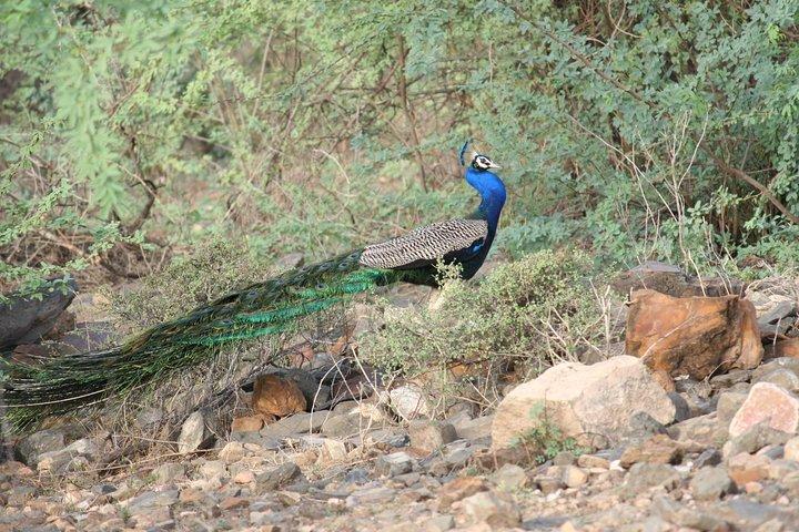 Sariska Tiger Prenota Assistenza per Biglietti Safari Privati Zingari