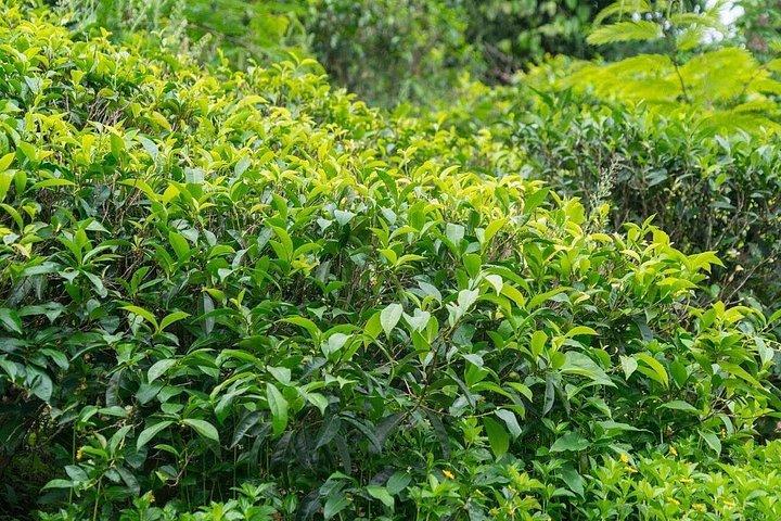 キングフィッシャーツアーでヌワラエリヤへの日帰り旅行
