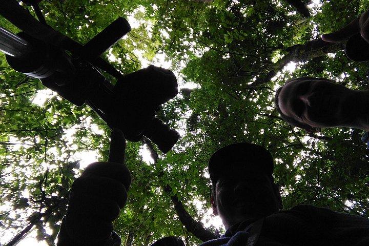 モンテベルデ雲霧林つり橋ガイドウォーク