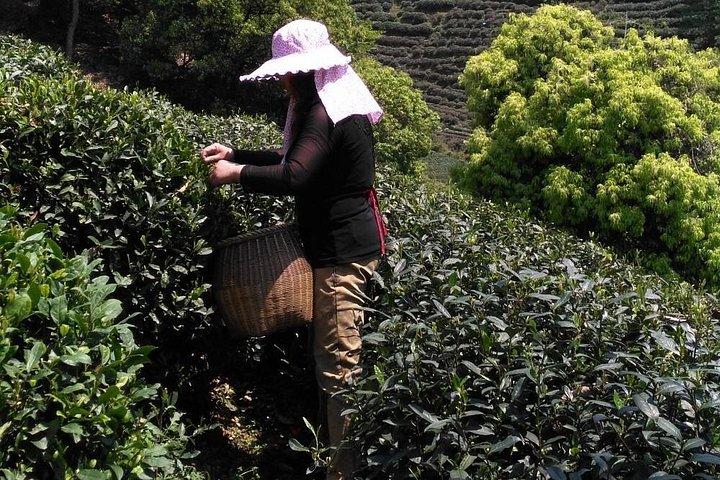 上海から新幹線で行く杭州プライベートカスタマイズ日帰り旅行