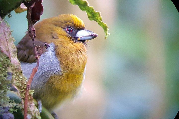 Monteverde Cloud Forest Tour with a Certified Tour Guide