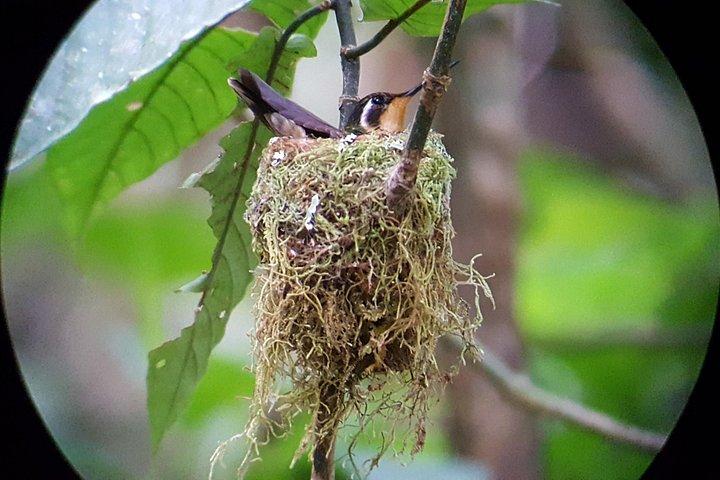 Monteverde Cloud Forest Tour with a Certified Tour Guide