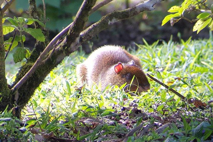 Monteverde Cloud Forest Tour with a Certified Tour Guide