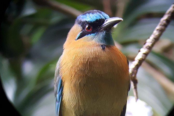 Monteverde Cloud Forest Tour with a Certified Tour Guide