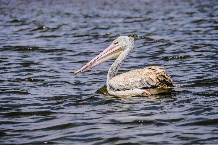 1日間のナイバシャ湖とヘルズゲート国立公園ツアー