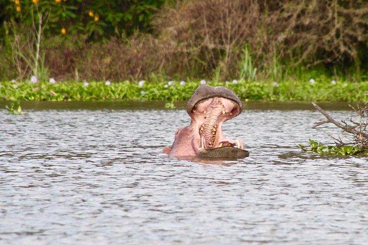1日間のナイバシャ湖とヘルズゲート国立公園ツアー