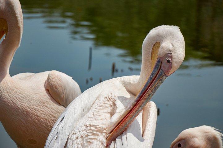 1日間のナイバシャ湖とヘルズゲート国立公園ツアー