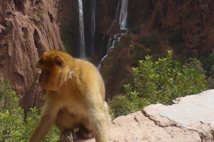 Gita giornaliera privata alle cascate di Ouzoud da Marrakech