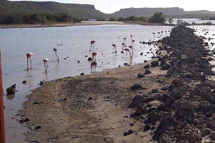 Curaçao Highlights tour : Cavernas de Hato, Flamingos e Beach Time