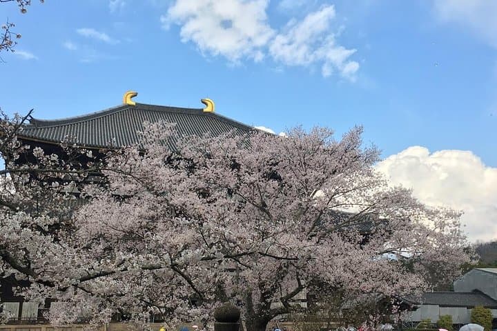 Nara private tour (Shore excursion available from Osaka or Kobe port)