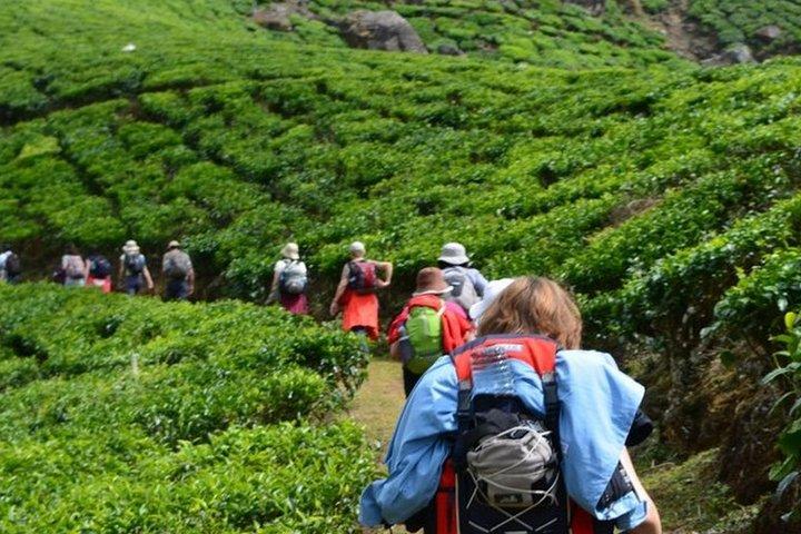 Excursão de 4 dias ao melhor de Kerala com barco particular, turismo e carro