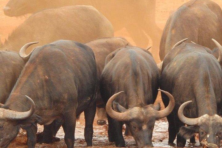 3日間モンバサ、タイタヒルズ、グトゥニサンクチュアリワイルドライフサファリ