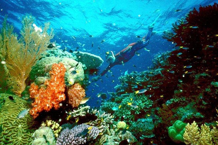 タートルベイ・マーサ・アラム FROM HURGHADA (abu dabab)