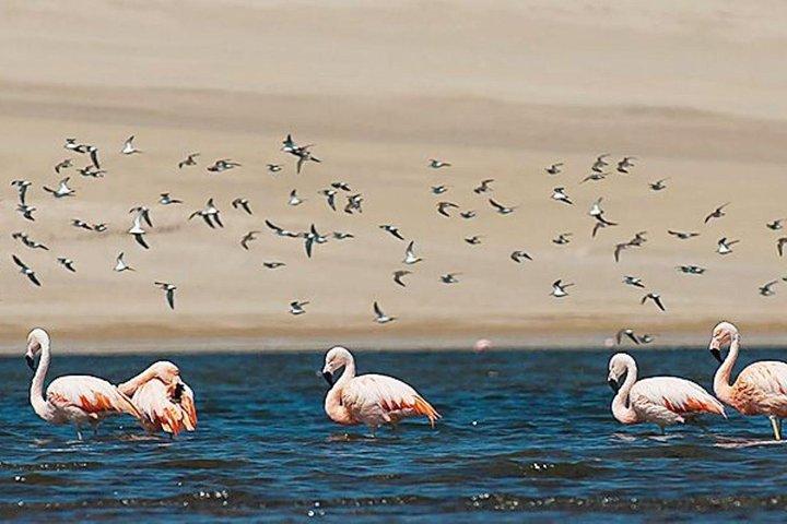 Privat heldags Paracas-reservat och Ballestasöarna från Lima