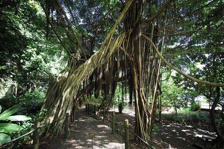 Private Island Tour ( 5 HOURS)