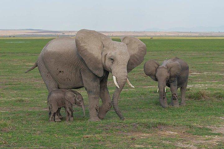 3 jours Tsavo East, Taita Hills Saltlick et Amboseli Kenya Safari
