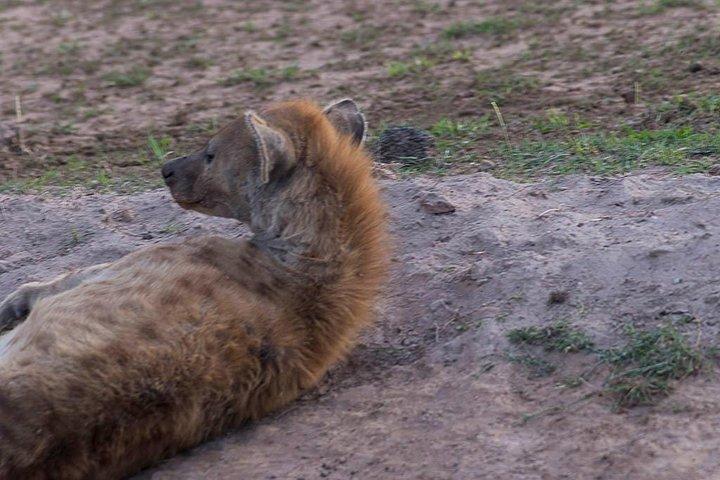 3 dias Tsavo East, Taita Hills Saltlick e Amboseli Kenya Safari
