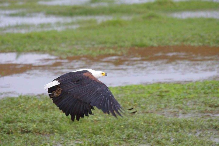 4日間モンバササファリ - ツァボ西、アンボセリ＆ツァボ東国立公園