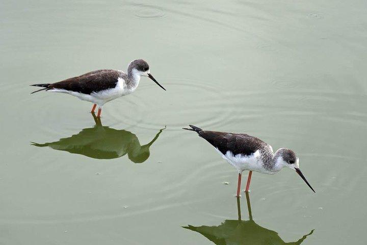4日間モンバササファリ - ツァボ西、アンボセリ＆ツァボ東国立公園
