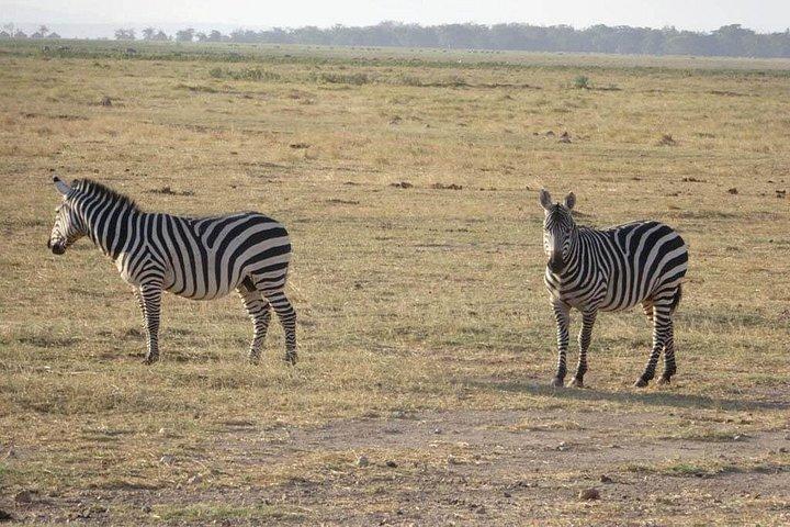 4日間モンバササファリ - ツァボ西、アンボセリ＆ツァボ東国立公園