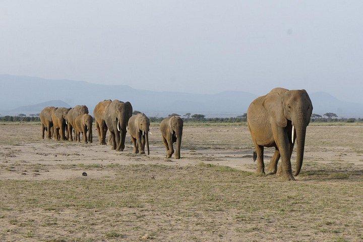 4日間モンバササファリ - ツァボ西、アンボセリ＆ツァボ東国立公園