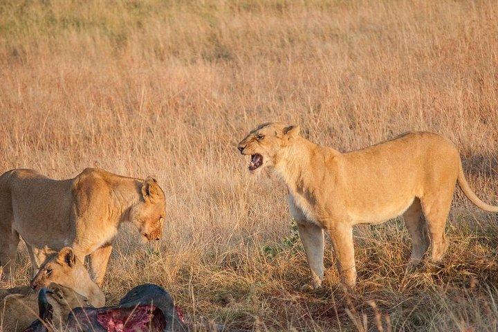 4日間モンバササファリ - ツァボ西、アンボセリ＆ツァボ東国立公園